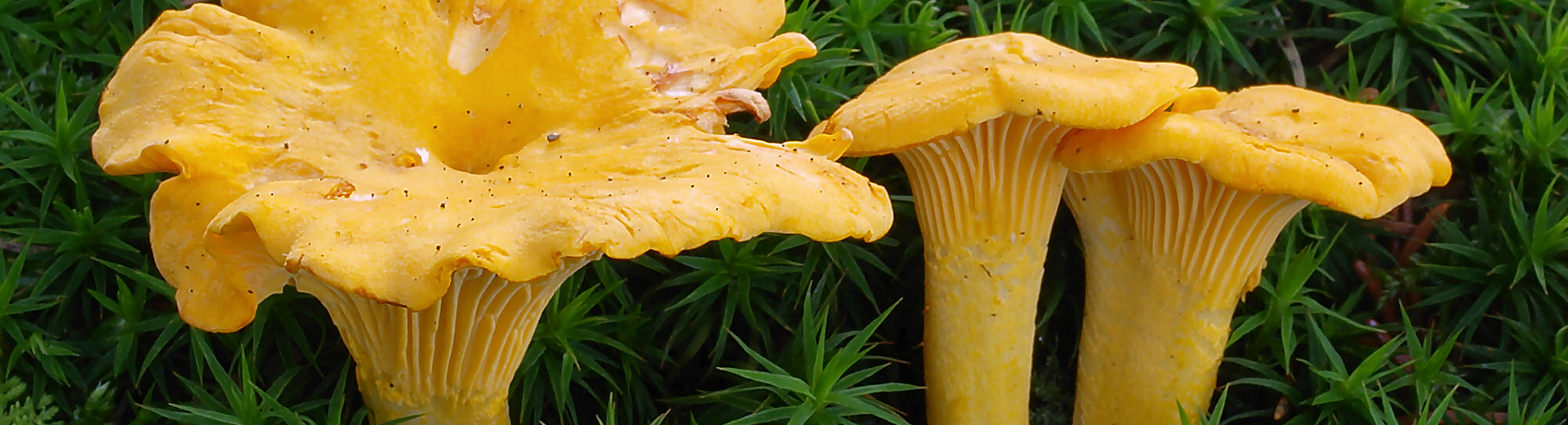 2007-07-14_cantharellus_cibarius