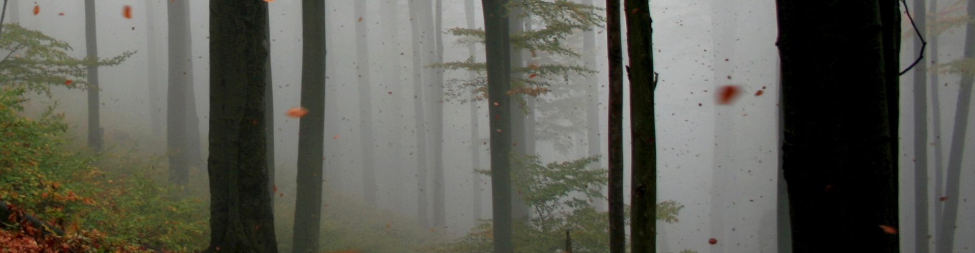 foret-vent